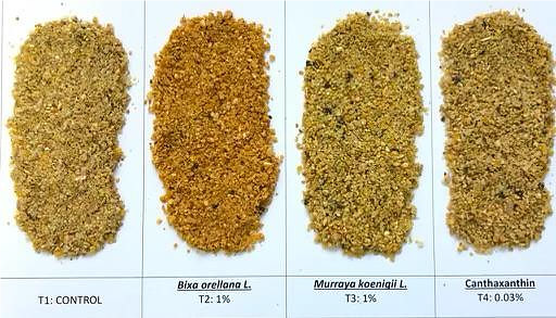 Finished feed after the inclusion of pigments