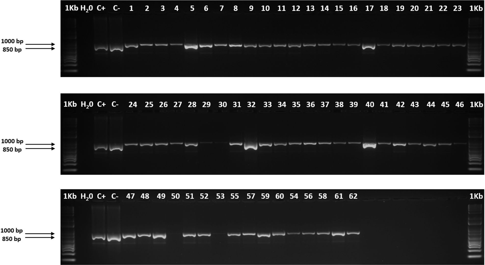 Horizontal electrophoresis in 1.5 % agarose gel of the PCR products with the amplification of the 62 accessions of C. purpureus with the primers ITS1/ITS4, and samples of U. decumbens - CIAT 606 (Ud) and U. ruziziensis - CIAT 6713 (Ur)