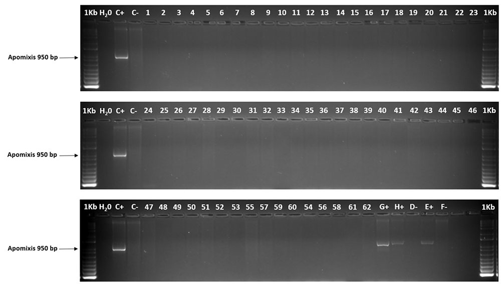 PCR products with the amplification of Urochloa spp. control positives to aposporic apomixis and the 62 C. purpureus samples without amplification with the ASGR p779/p780 primers. Controls U. decumbens (C+), U. ruziziensis (C-) (D-) (F-), U. brizantha (E+) (G+) (H+).